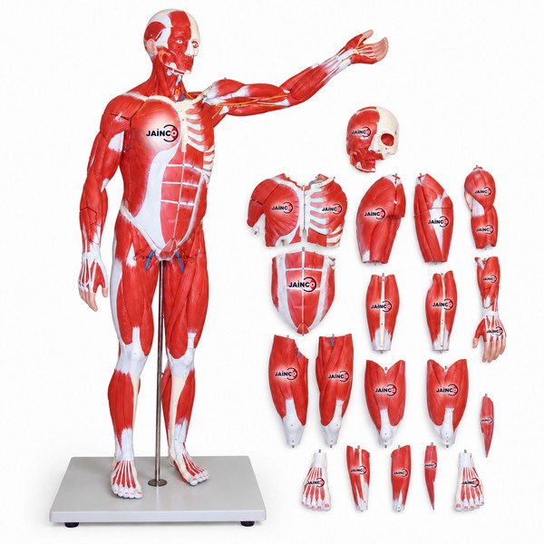 Muscular Figure 85cm Model 27 Parts